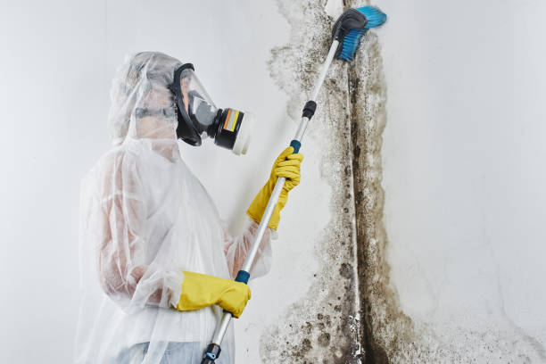 Best Mold Cleaning Services  in Wewahitchka, FL