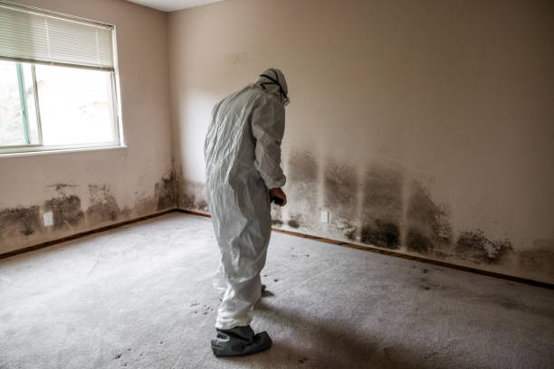 Best Mold Removal Process  in Wewahitchka, FL