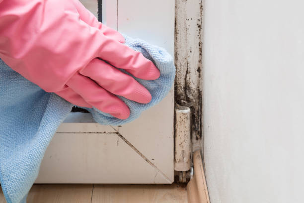 Office Mold Removal Services in Wewahitchka, FL