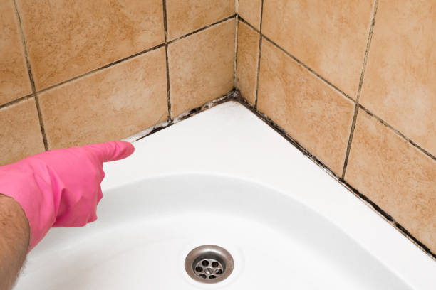 Best Emergency Mold Removal  in Wewahitchka, FL